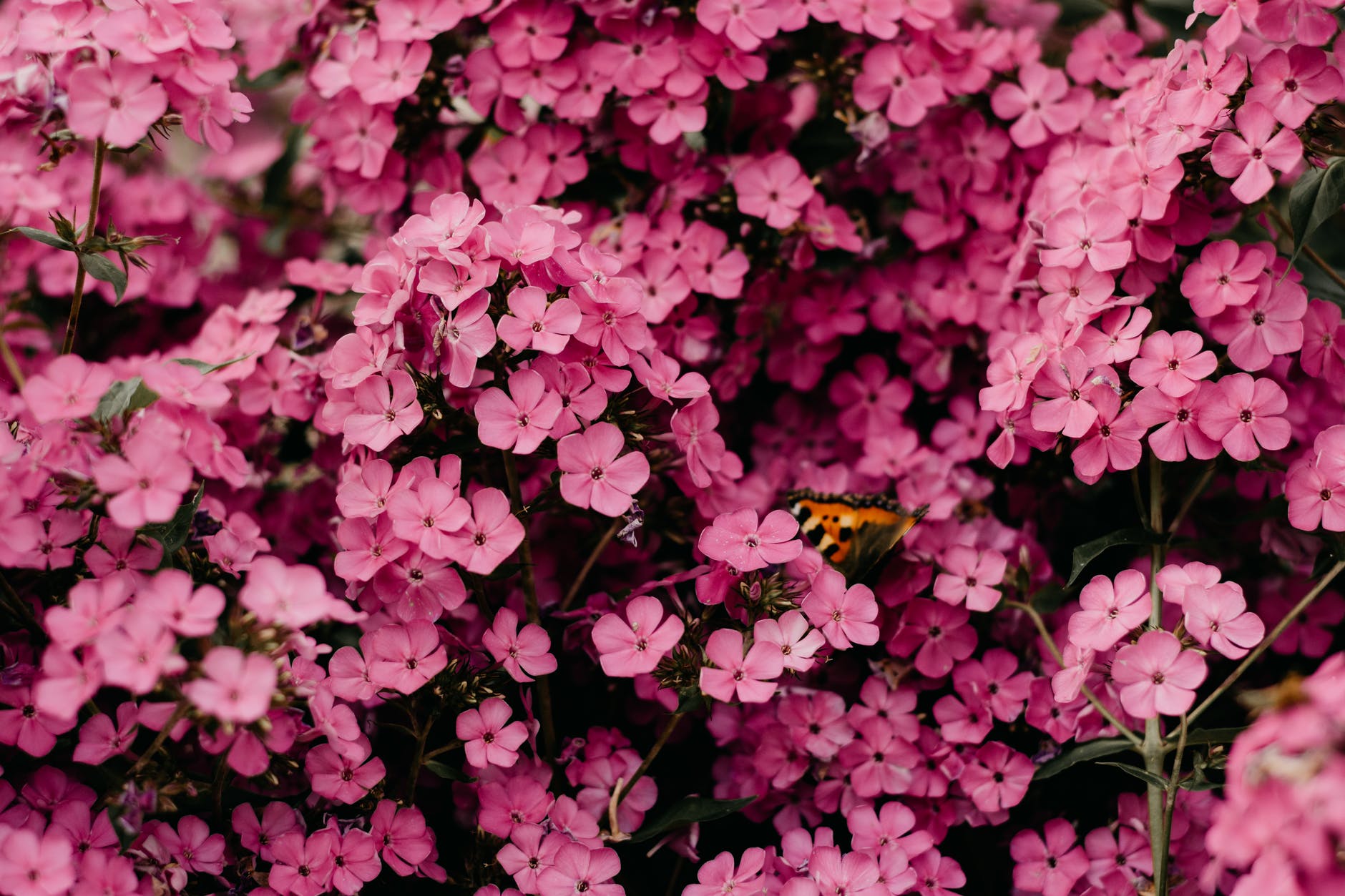 Närbild fotografi av rosa blommor