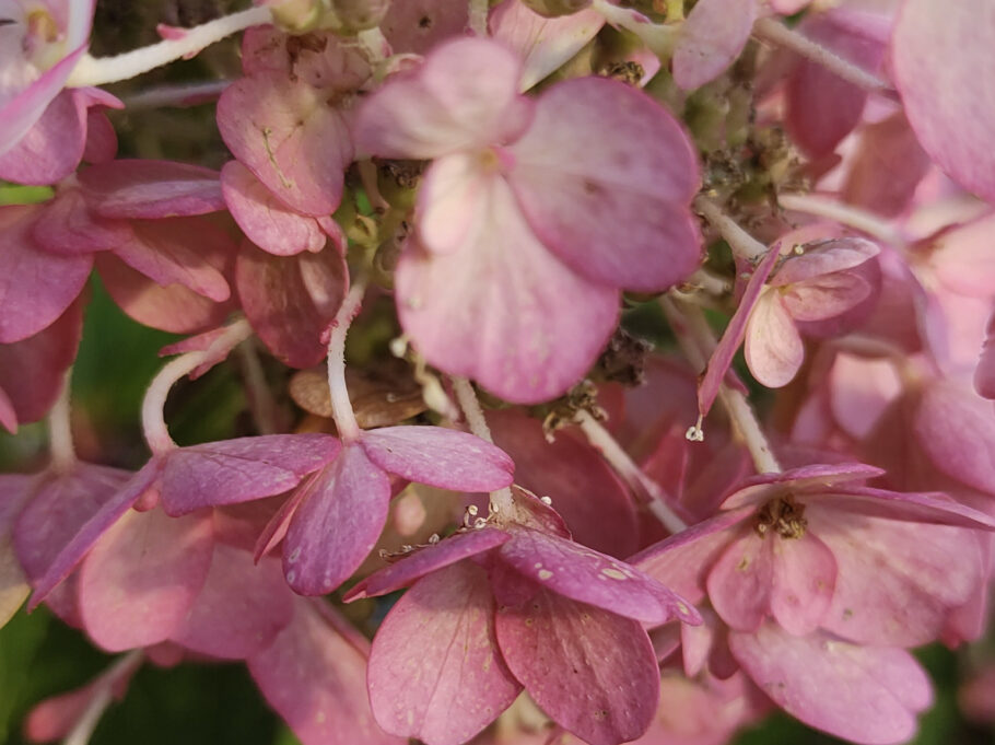 En närbild på vår rosa hortensia.