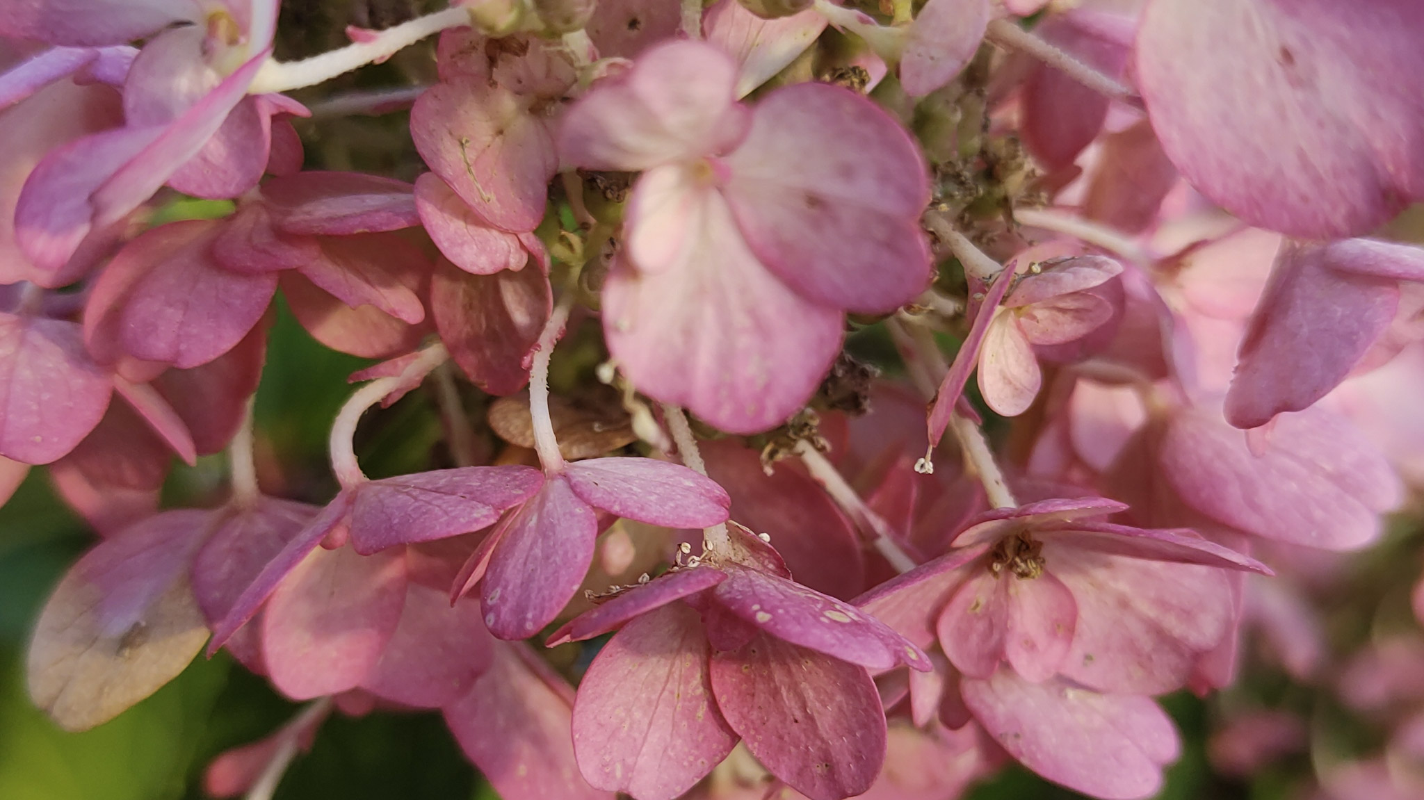 En närbild på vår rosa hortensia.